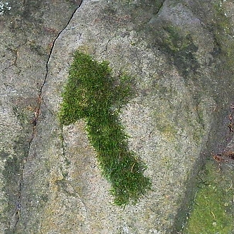 Engage your head and win a price II.